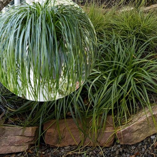 Carex oshimensis 'Ribbon Falls' - Oshiima tarn 'Ribbon Falls' P11/0,75L